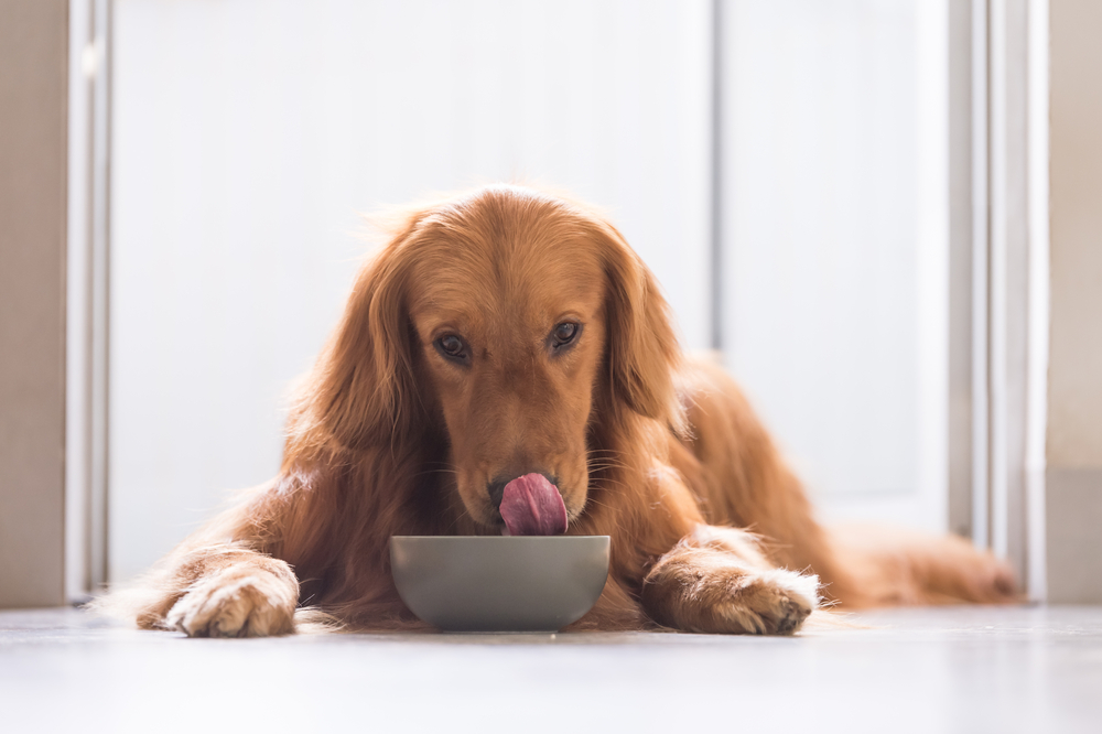 Best Dog Food for Dogs With Allergies