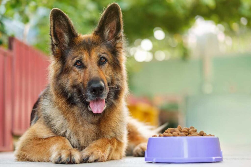 Best Weight Control Dog Food