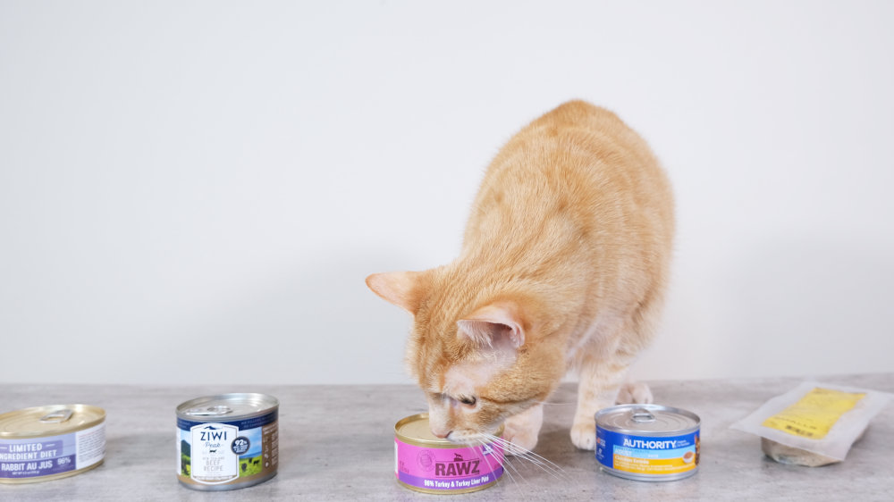 Best Wet Cat Food for Pregnant Cats