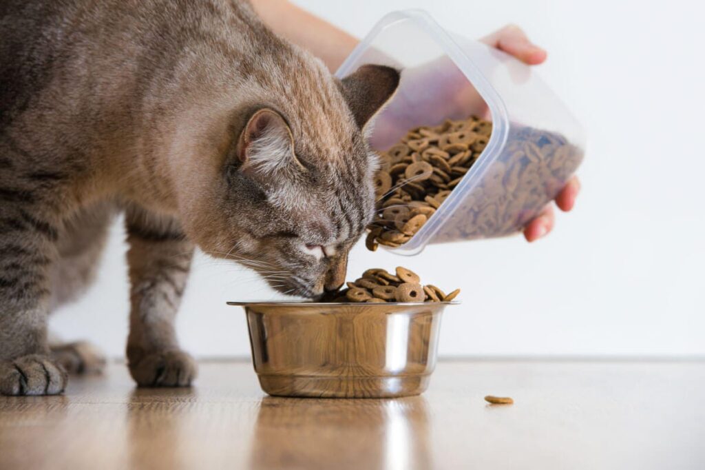 Best Dry Cat Food for Constipation