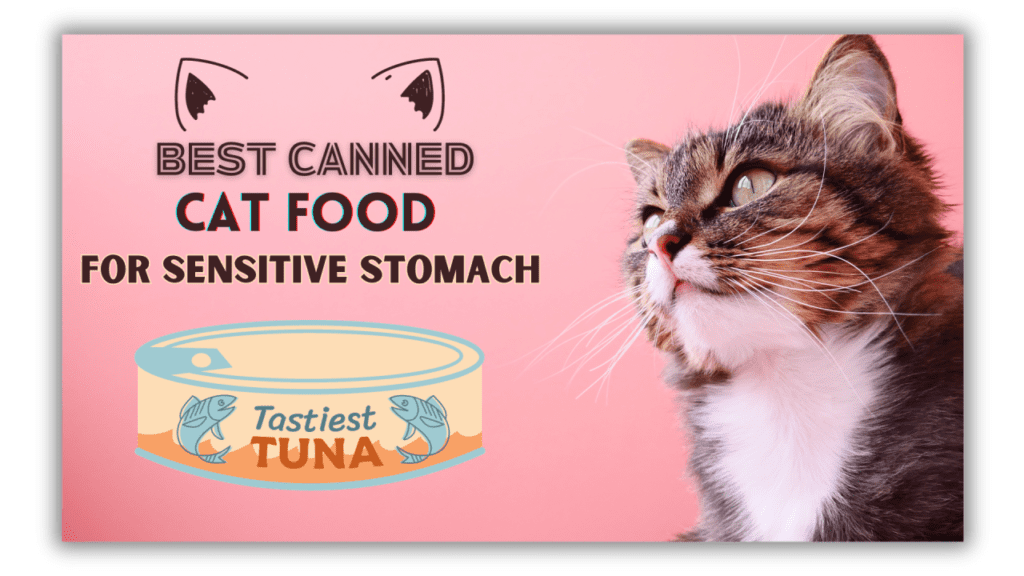 Best Canned Cat Food for Sensitive Stomach