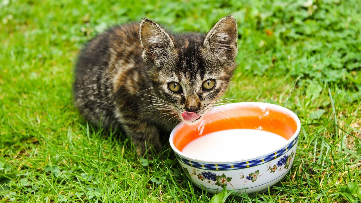 Home Remedy for Diarrhea in Cats