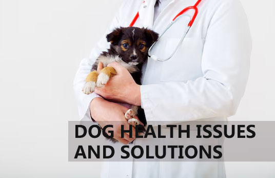 Dog Health Issues And Solutions