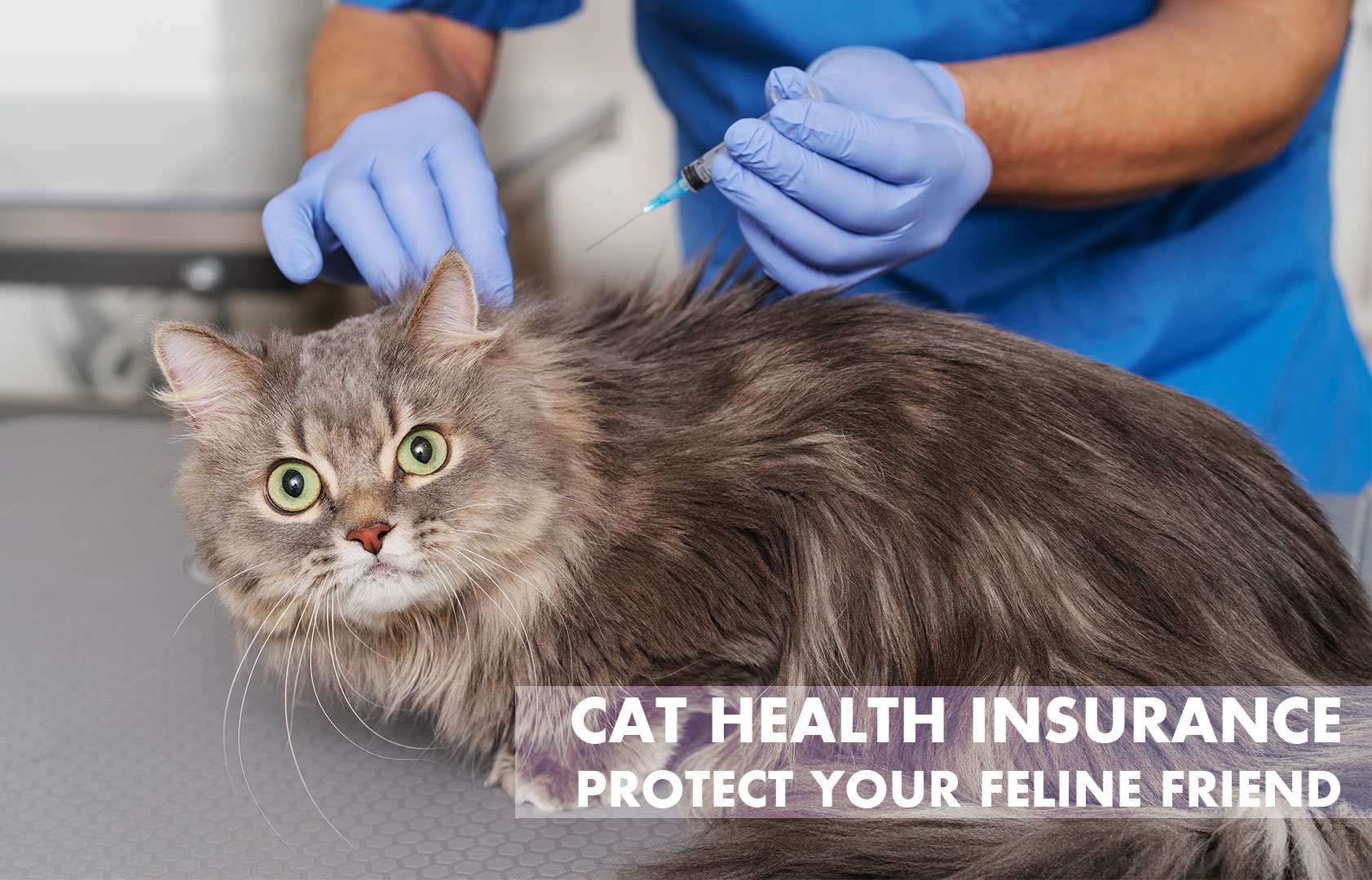 Cat Health Insurance