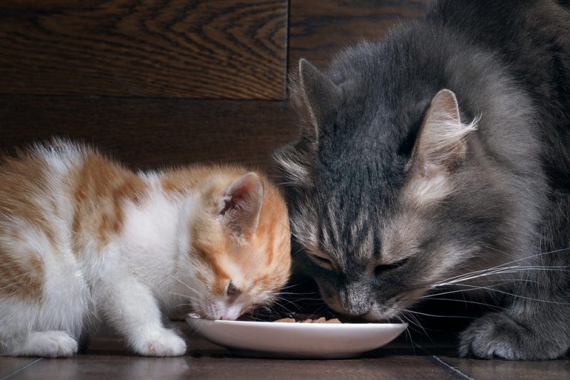 Can Adult Cats Eat Kitten Food