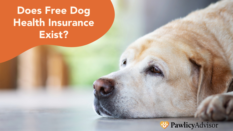 Free Dog Health Insurance