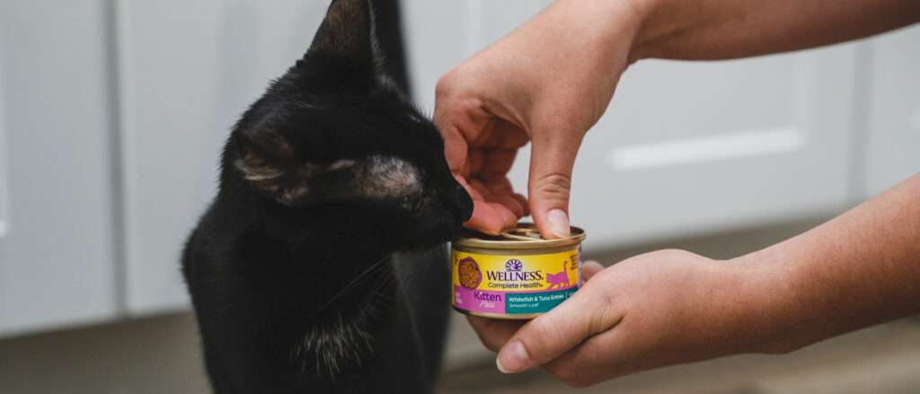 How Long Can Canned Cat Food Sit Out